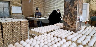 توسعه واحدهای تولید تخممرغ در مرکز سیستان و بلوچستان
