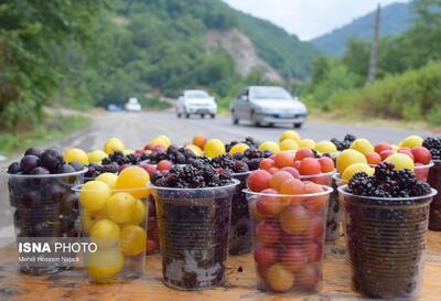 رونق گردنه حیران با فروش بلال، آلوچه و تمشک وحشی/ کام شیرین مسافران با میوههای جنگلی