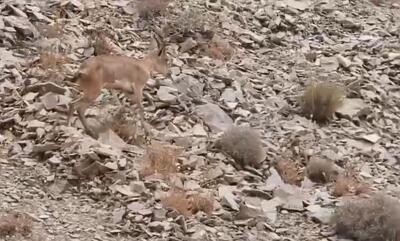 نجات و رهاسازی بز کوهی نابالغ در رودبار
