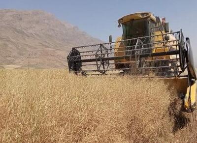 خرید بیش از ۵ هزار تن کلزا از کشاورزان لرستان