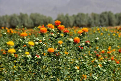 برگزاری روز دانههای روغنی گلرنگ و نخود دیم در بستان آباد