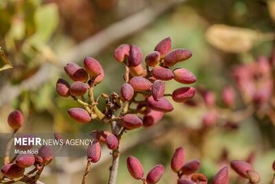  طلای سبز رفسنجان در محاصره خشکسالی و تغییرات اقلیمی