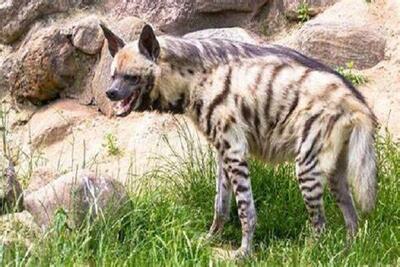  ثبت تصویر کفتار ایرانی در طارم سفلی