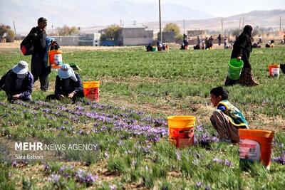  تولید زعفران، گل محمدی و خرمای ایران در رتبه نخست جهانی