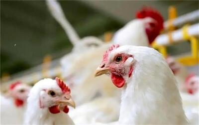 قیمت جدید انواع گوشت مرغ امروز شنبه ۳ مرداد ۱۴۰۵؛