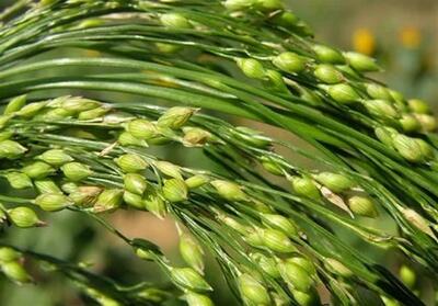  ارزن‌های علوفه‌ای؛ جایگزین استراتژیک ذرت در مزارع نیمه‌خشک فارس - تسنیم