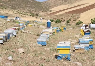  عسل تفت برندسازی می‌شود - تسنیم