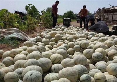  پیش‌بینی برداشت 5 هزار تن طالبی از مزارع رومشکان - تسنیم