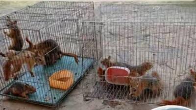  بازگشت ۱۳ بچه‌ سنجاب نجات‌یافته از دست قاچاقچیان به طبیعت سروآباد