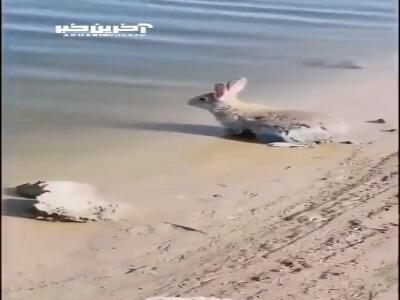  توانایی جالب خرگوش در شناکردن