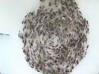  لحظه ای دیدنی از استراتژی جالب گوزن های شمالی