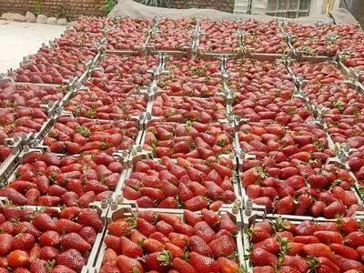  صادرات ۱۵ محصول کشاورزی رفع ممنوعیت شد