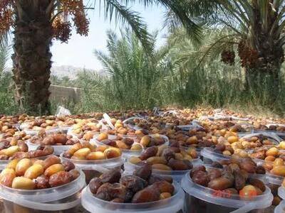پیشبینی تولید ۸۰ هزار تن رطب و خارک در بوشهر