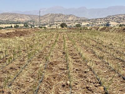 اجرای طرح خشکهکاری برنج در چگنی در راستای مدیریت مصرف آب لرستان