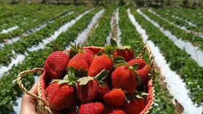  از پای مرغ تا توت فرنگی؛ صادرات ۱۵ محصول رفع ممنوعیت شد
