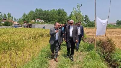 آغاز نخستین برداشت مکانیزه برنج در رشت /پیشبینی تولید بیش از ۲۵۰ هزار تن شلتوک