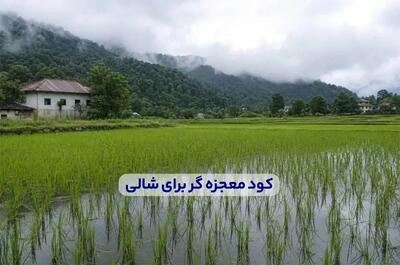 کود معجزه گر برای شالی + میزان و زمان مصرف