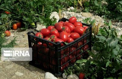  گستره تولید کشاورزی ارگانیک در مازندران افزایش یافت