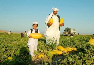  ۸۰ درصد خربزه تولیدی در تربت‌جام به سایر مناطق کشور ارسال می شود