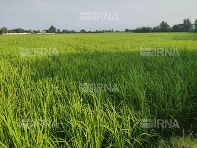 مطالبه کشاورزان کهگیلویه و بویراحمد برای افزایش کشت برنج تحقق یافت