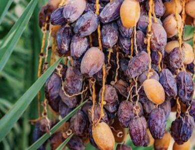 جهاد کشاورزی بوشهر نسبت به احتمال پژمردگی و ترشیدگی خرما براثر گرما و رطوبت بالا هشدار داد