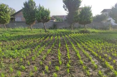  افزون بر ۱۳ هکتار از اراضی شالیزاری بهشهر خشکه کاری شد