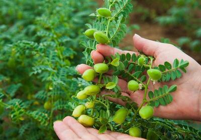 پیش بینی برداشت بیش از ۴۵ هزارتن نخود در آذربایجان غربی