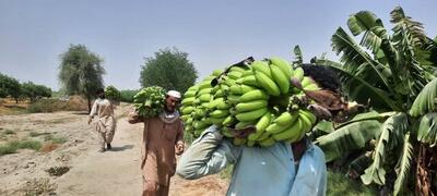  نقش راهبردی سیستان و بلوچستان در تامین بازار موز کشور