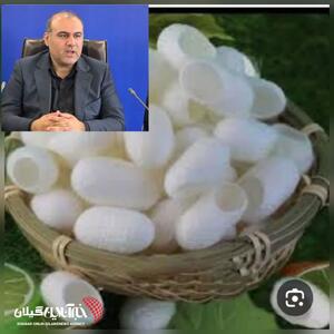 فرماندار شهرستان لنگرود:برداشت ۸۵ تن پیله با ثبت رکورد قیمت در بازار