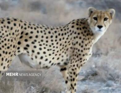  «فراز» دوباره دیده شد؛ توران شاهرود همچنان قلب تپنده یوز آسیایی