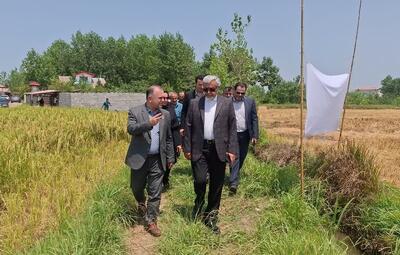  آغاز برداشت مکانیزه برنج در ۵۱ هزار هکتار از شالیزارهای رشت