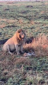  فیلم لحظه تلخ جان دادن غزال توسط سلطان جنگل