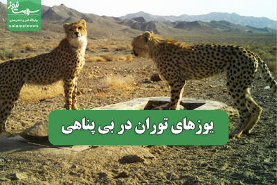  یوزهای توران در بی پناهی