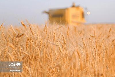  عکس: برداشت طلای زرد از مزارع لرستان به دلفان رسید.