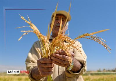 وقتی برنج خارجی نفس شالیزارهای شمال را میگیرد/ دولت به داد برسد - تسنیم
