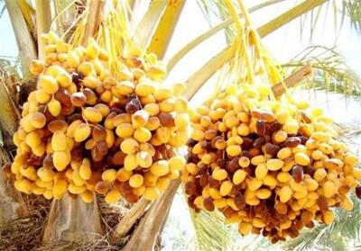 نخلستانهای بوشهر به بار نشست؛ برداشت رطب نوبرانه آغاز شد - تسنیم