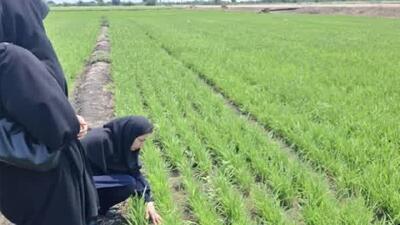  گسترش خشکه‌کاری برنج در بهشهر