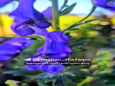  گیاه تاج‌الملوک؛ گل زیبای کشنده