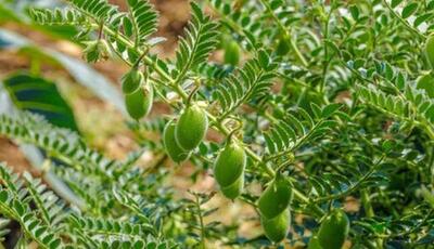 افزایش ۷ درصدی عملکرد نخود دیم در اراضی لرستان