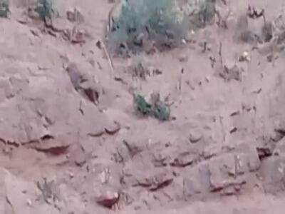  ثبت یک قلاده پلنگ در طالقان