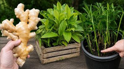 آموزش کاشت زنجبیل در خانه؛ دو روش ساده در فضای کم