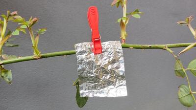«ترفند فویل آلومینیومی برای باغ و باغچه / راز کوچکی که به کارتان می آید