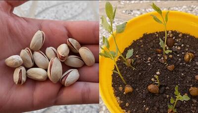  آموزش کاشت پسته در گلدان با مغز پسته ؛ روشی ۱۰۰٪ تضمینی