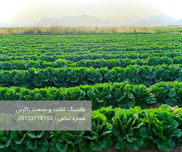 خرید کاهو رومانو با بهترین کیفیت و بهترین قیمت از هلدینگ کشت و صنعت زاگرس