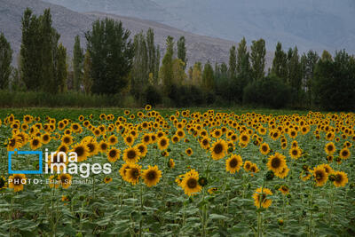 الگوی کشت؛ راه رهایی کشاورزی اردبیل از تنش آبی