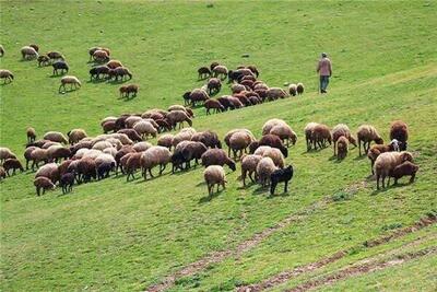  فراخوان به روزرسانی بانک اطلاعات بهره‌برداران مراتع کهگیلویه و بویراحمد