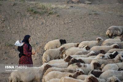  مرمت و بهسازی ۶۵ کیلومتر از ایل راه های گیلان/ دسترسی ۲۷۵ خانوار عشایر به آب شرب