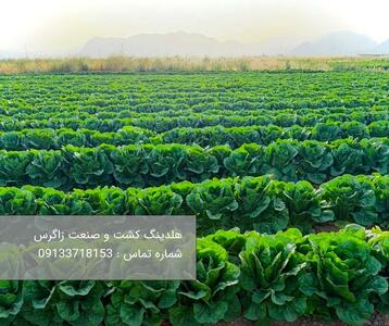  خرید کاهو رومانو صادراتی هلدینگ کشت و صنعت زاگرس