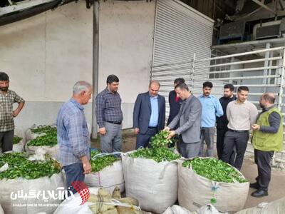  پایان برداشت چای در لنگرود با رشد ۵ درصدی تولید