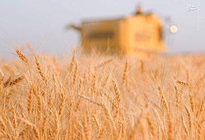  عکس/ برداشت طلای زرد از دل مزارع لرستان